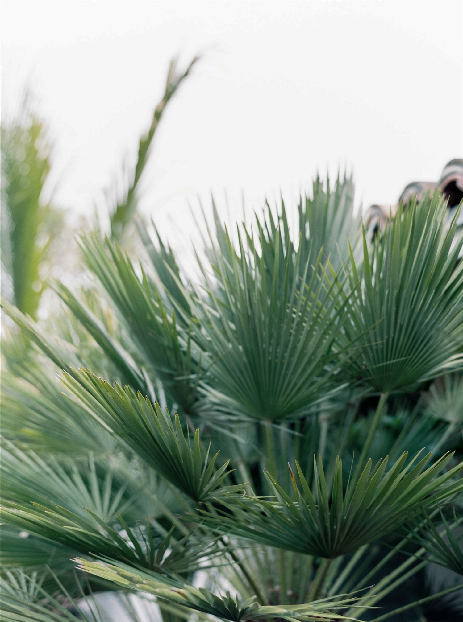 Close-up of lush green fan palm fronds against soft white sky background.