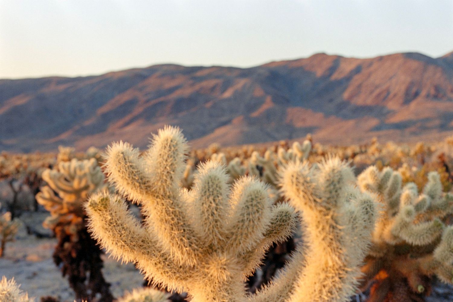 Golden cholla cactus backlit by sunset with mountain backdrop in desert landscape.