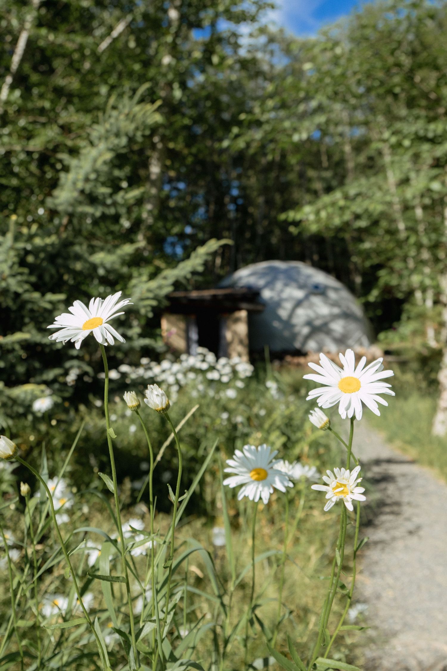 White daisies blooming in front of a dome structure in a lush forest setting.