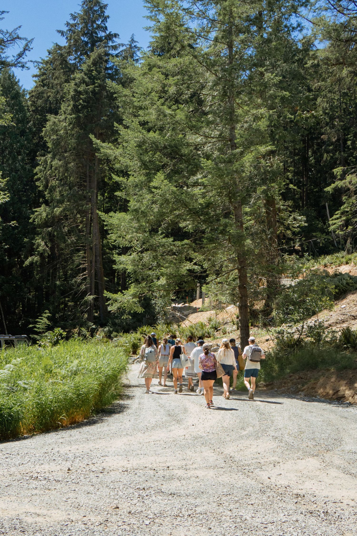 Group hiking on a gravel trail surrounded by tall evergreen trees.