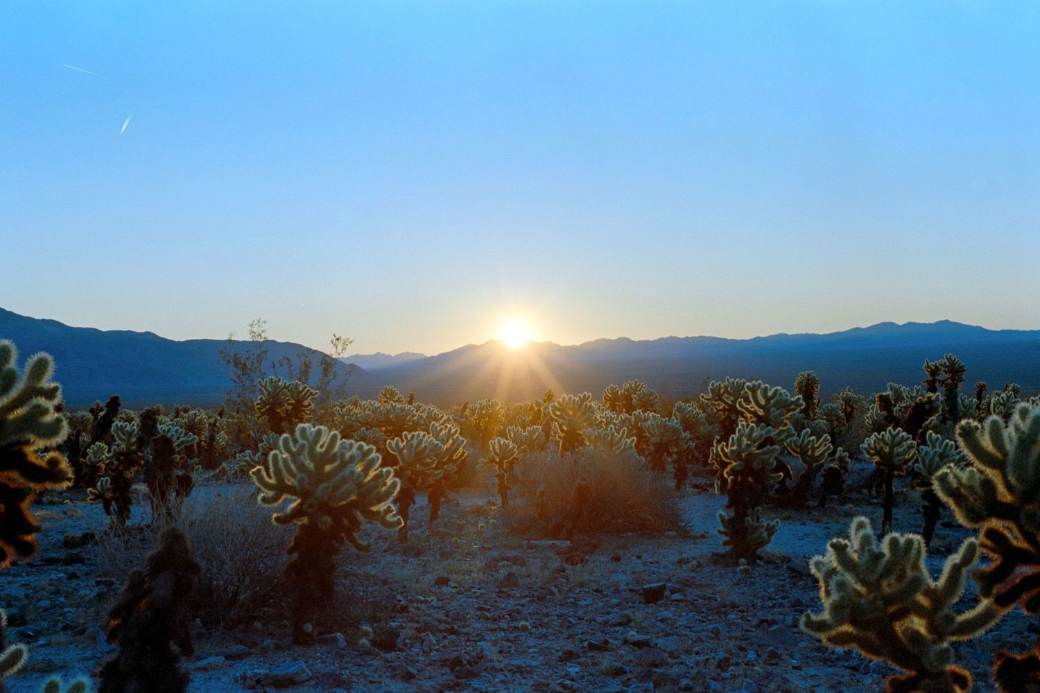 Dramatic sunset over desert landscape with silhouetted cholla cactus garden in Joshua Tree National Park.