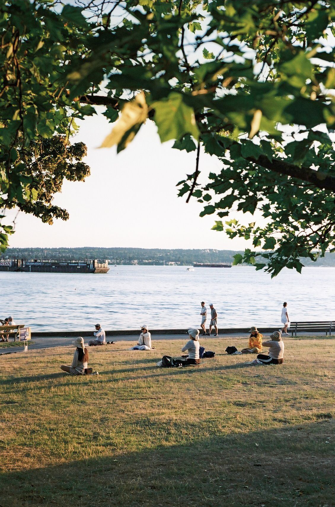 People relaxing on grassy waterfront area under trees with harbor view.