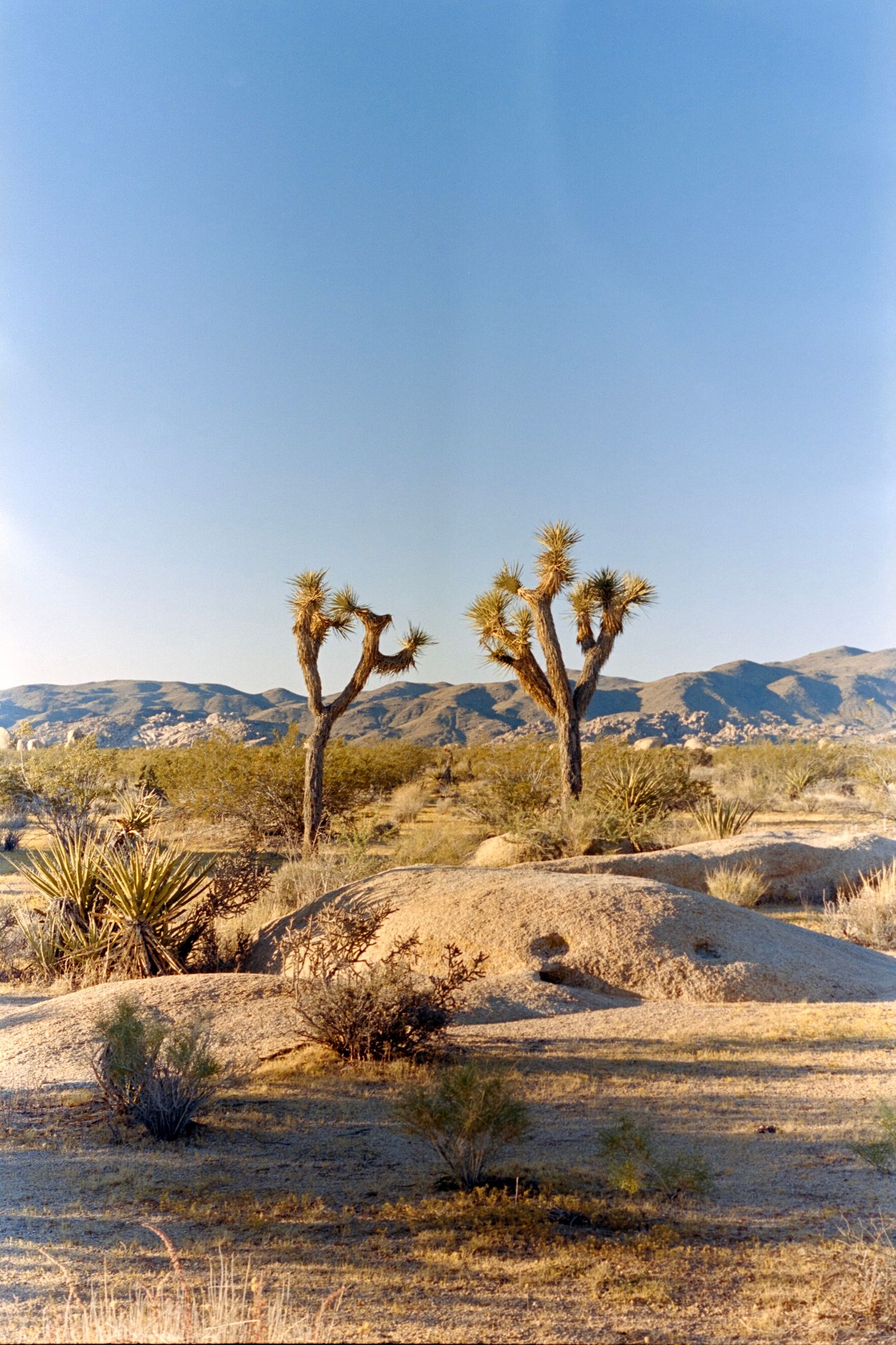 Two tall Joshua trees stand against desert mountain landscape under clear blue sky.