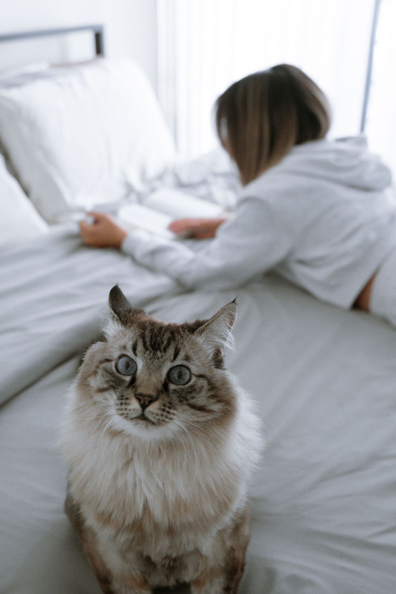 A beautiful Ragdoll cat sits on white bedding while someone reads in the background.