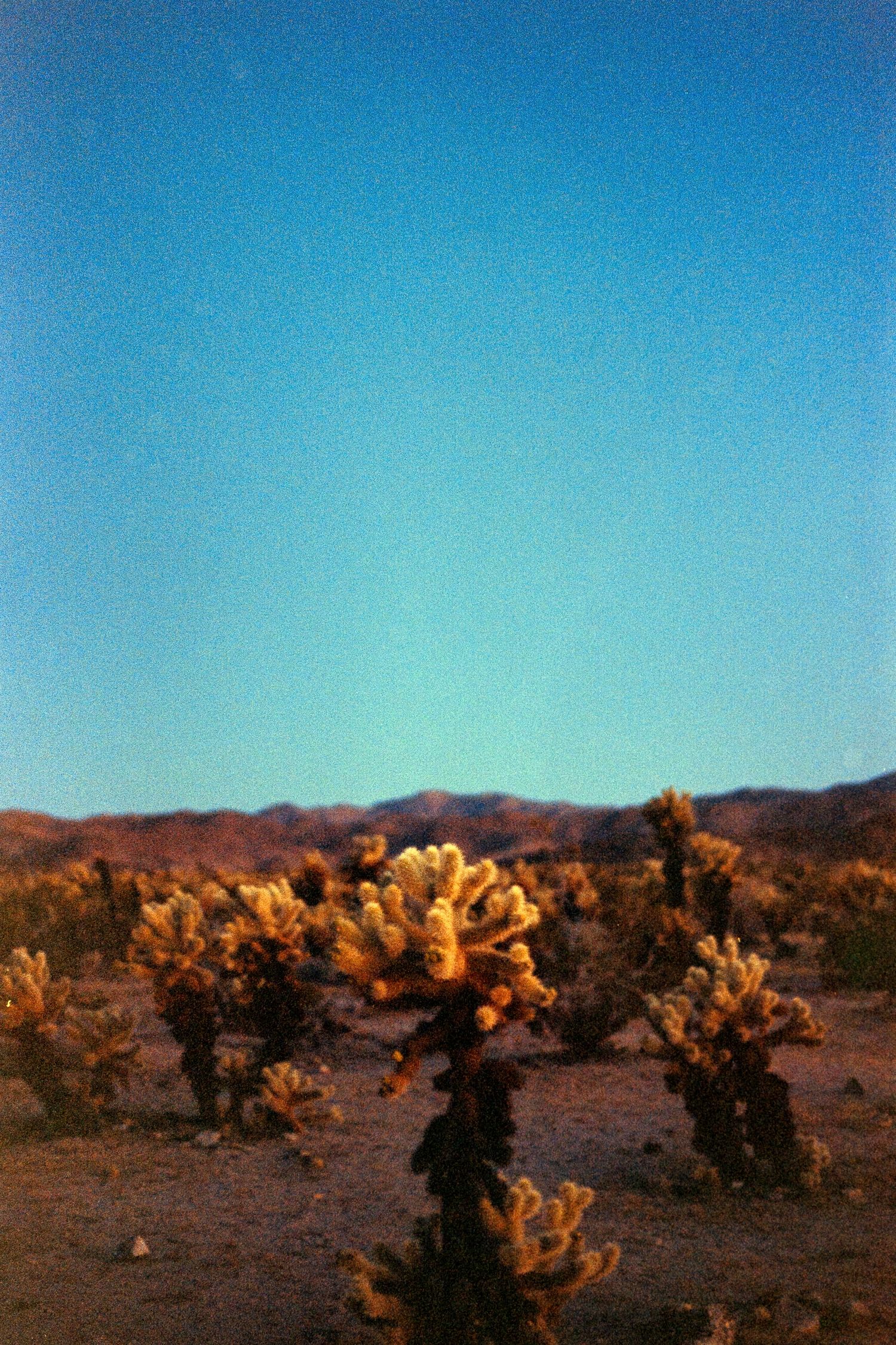 Cholla cacti glowing in golden sunlight against mountains and blue sky in a desert landscape.