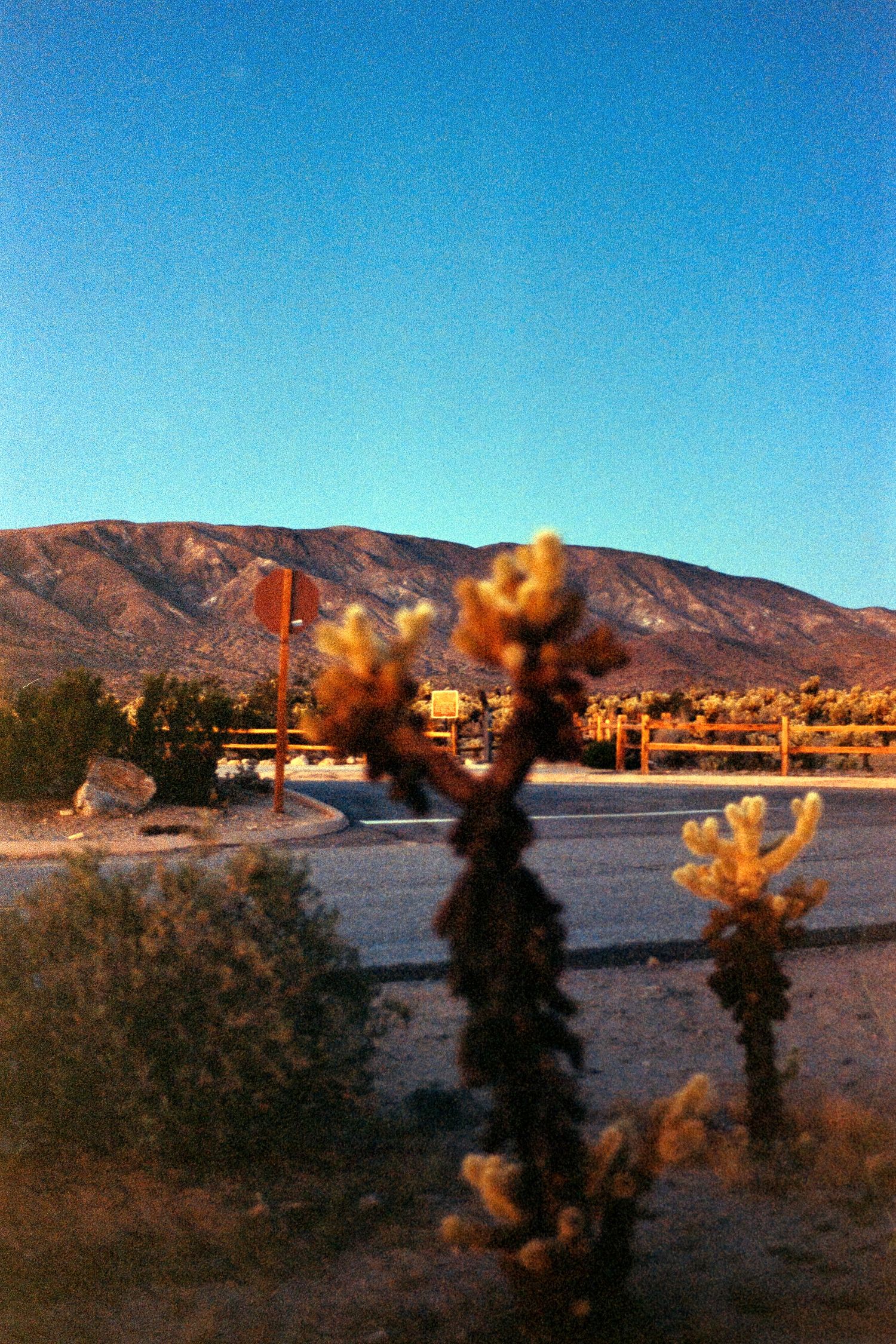 Desert mountains at sunset with silhouetted cholla cactus in foreground.