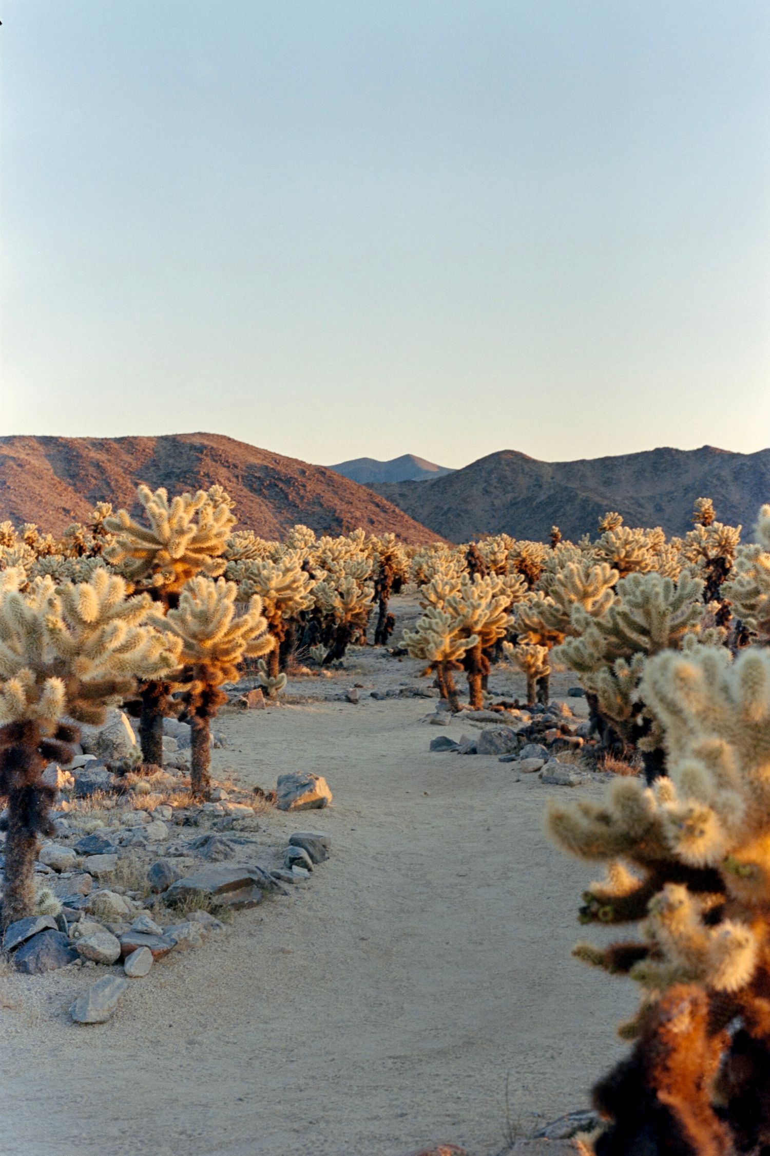 Desert path lined with golden cholla cactus garden at sunset with mountains in background.