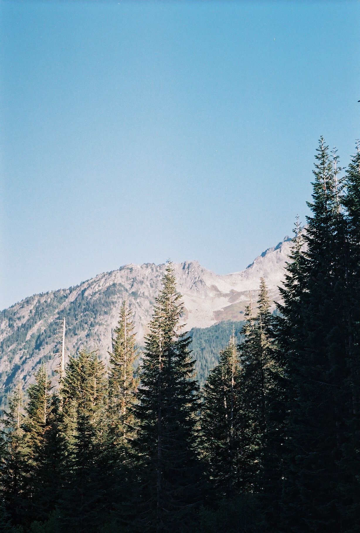 Snow-capped mountain peak framed by evergreen trees against clear blue sky.