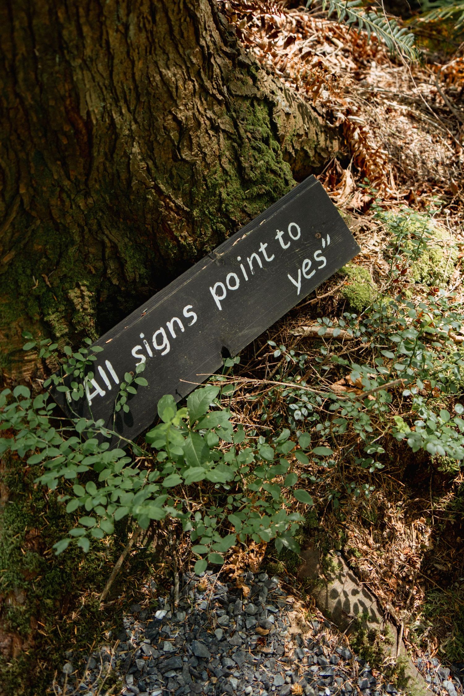 Black wooden sign with text reading 'All signs point to yes' leaning against a mossy tree trunk.