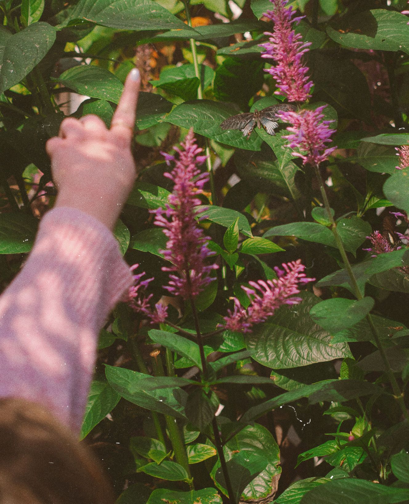A hand points above a butterfly on pink spikes of flowers growing among green foliage.
