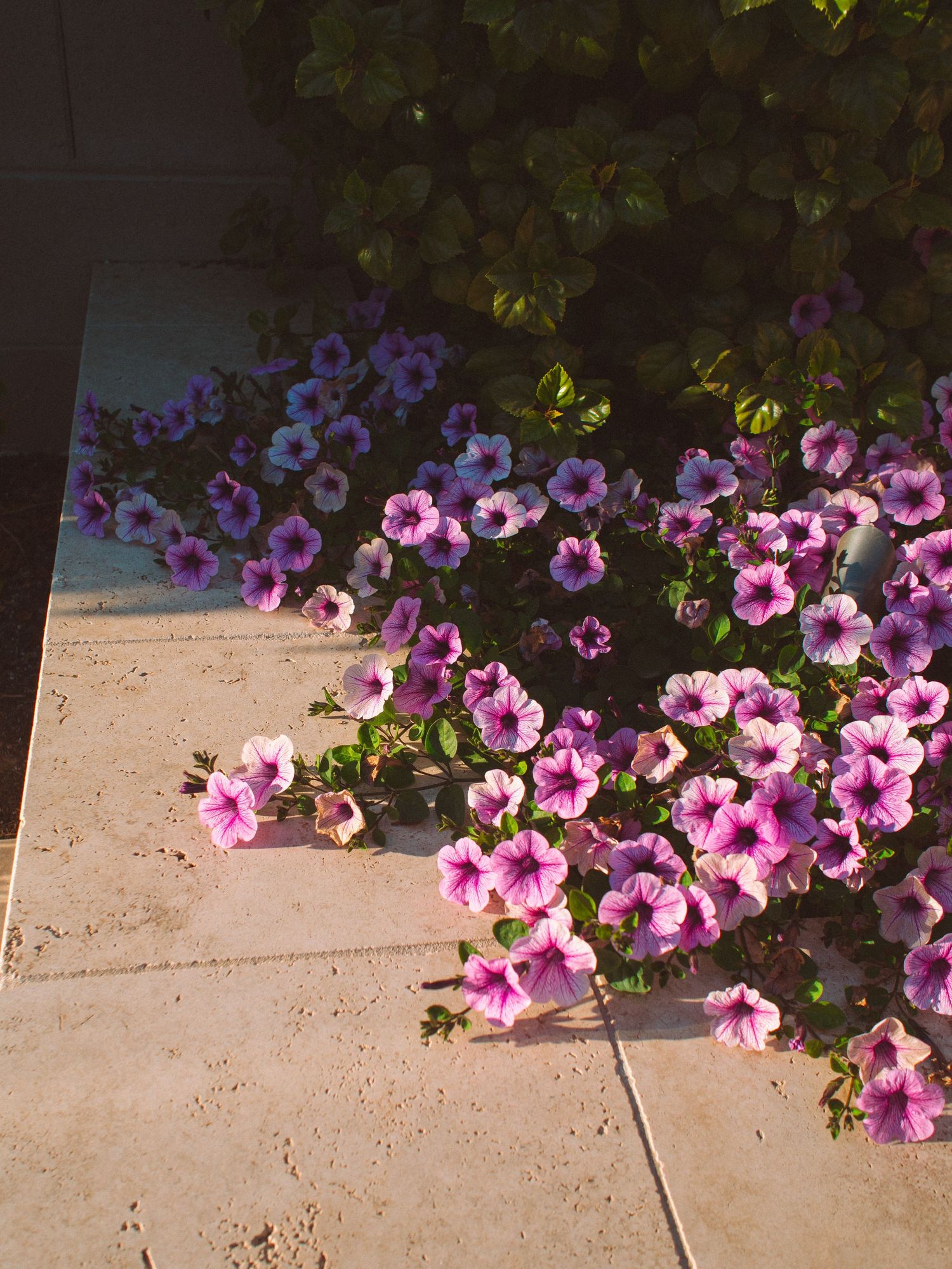 Pink and purple flowers cascade over a beige concrete patio edge in bright sunlight.