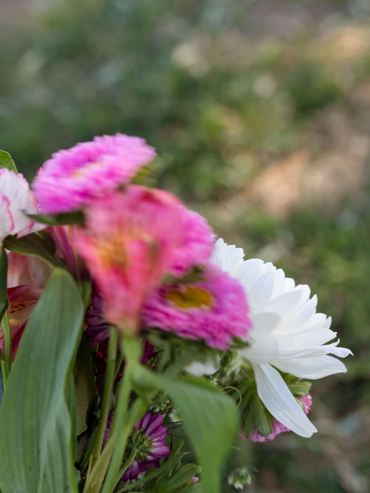 Pink and white daisy flowers with green leaves with soft blurred background.