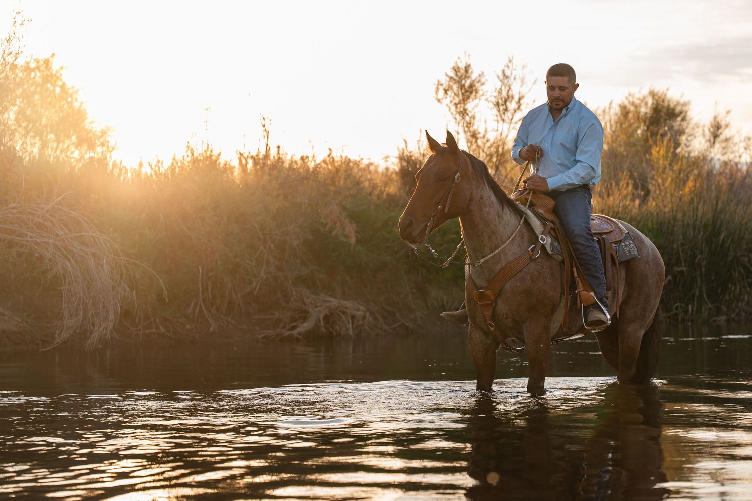 Man riding a brown horse through a river at golden sunset with tall reeds in the background.