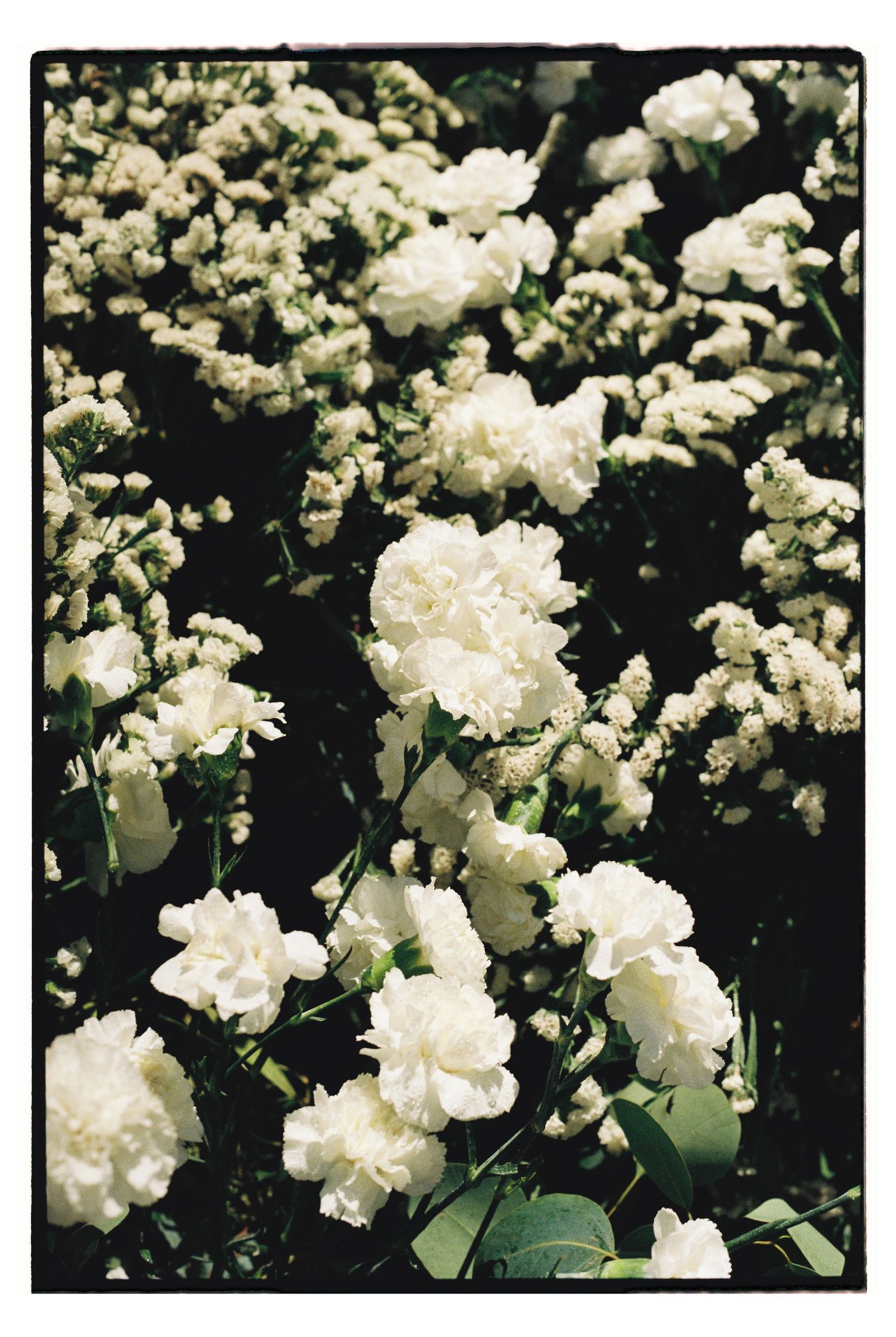 White carnations and small delicate flowers bloom against a dark background in a romantic garden setting.