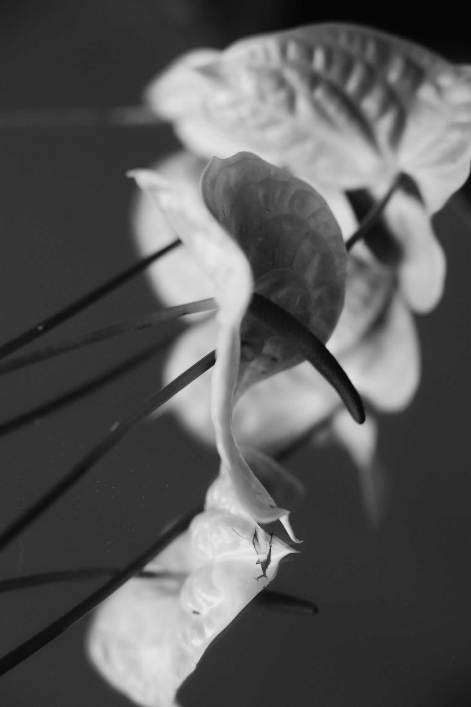 Black and white artistic photograph of delicate daffodil petals with dramatic shadows and selective focus.
