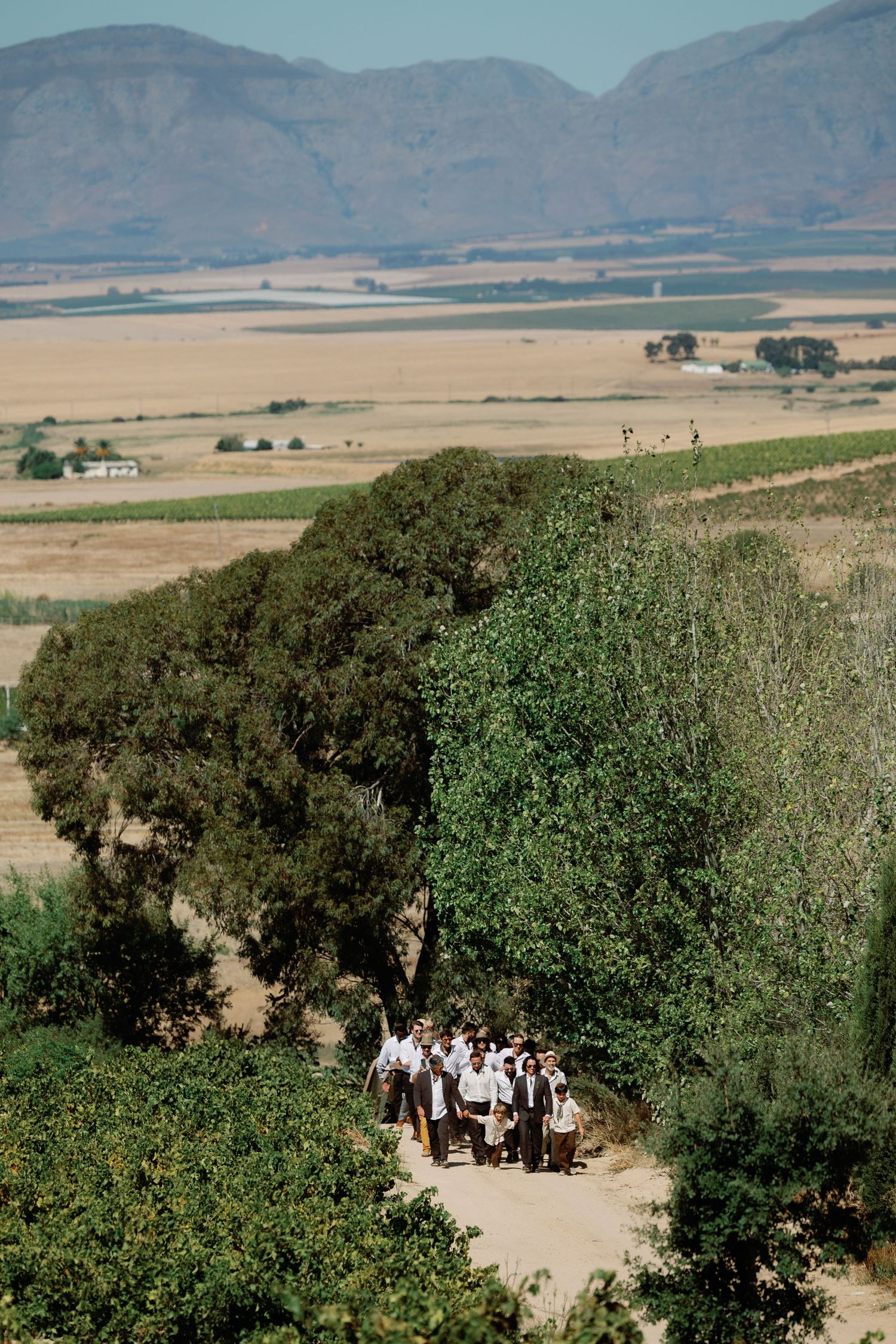 A scenic panoramic view of an orchard with mountains in the background and a dirt path winding through the trees.