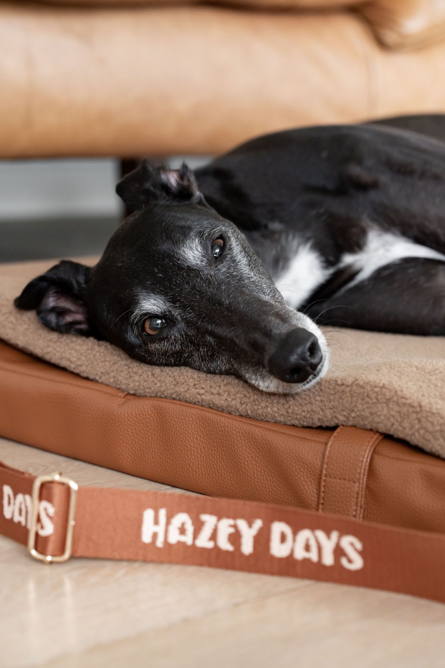 Black greyhound dog resting on a brown leather Hazey Days pet bed with sherpa cushion insert.