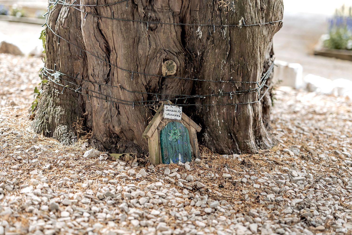 A small turquoise fairy door is nestled at the base of a large tree trunk surrounded by gravel.
