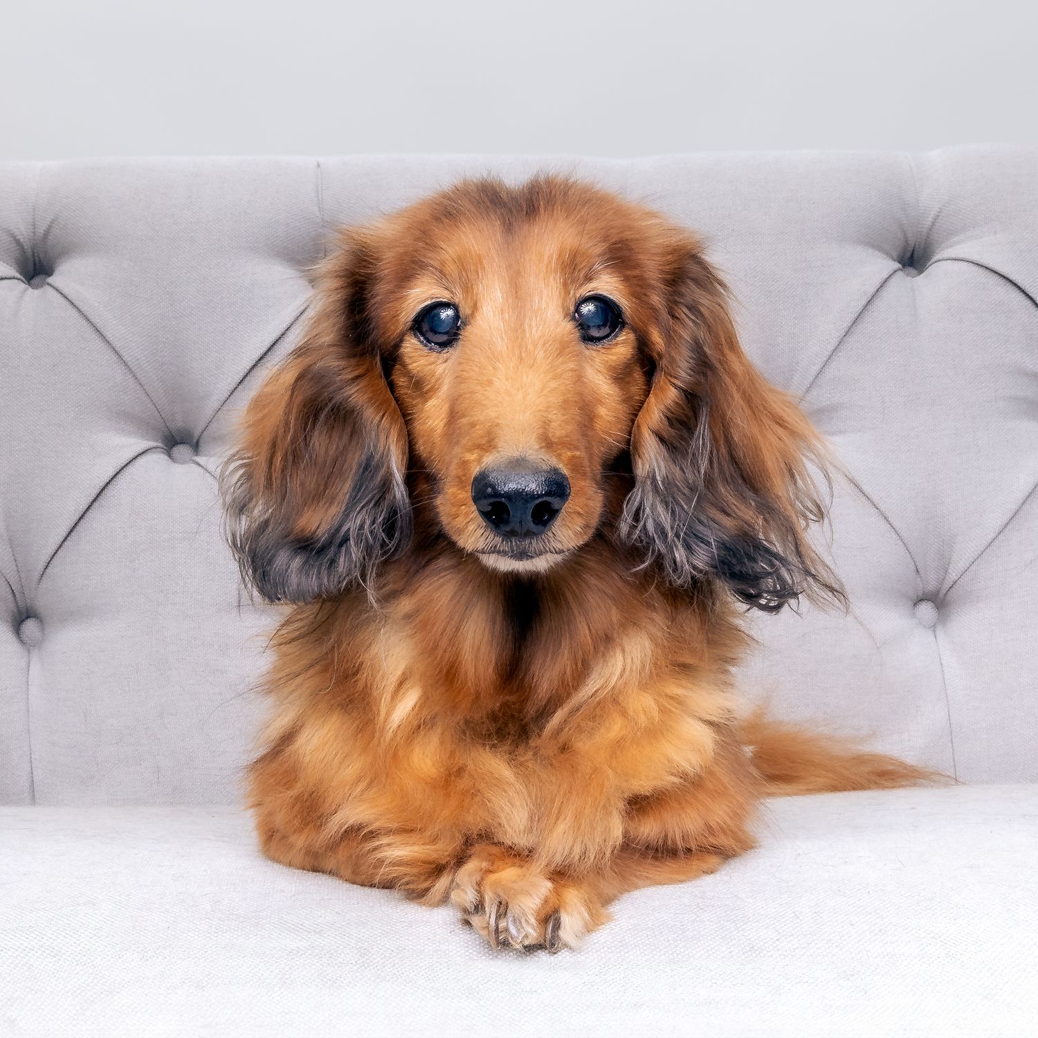 Long-haired dachshund with reddish-brown fur lying on a gray tufted couch in different relaxed poses.