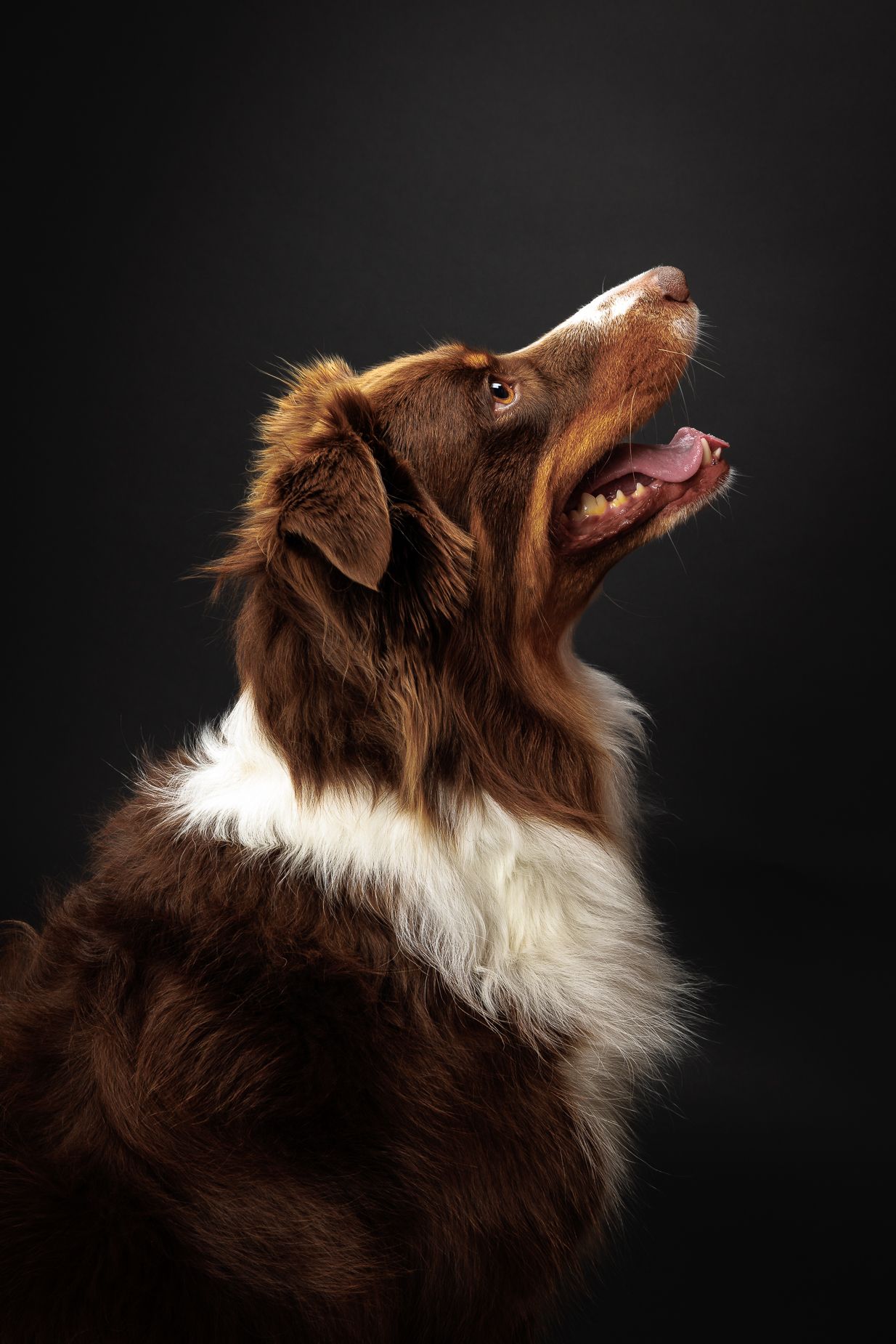Brown and white Australian shepherd looking upward with joyful expression against dark background.