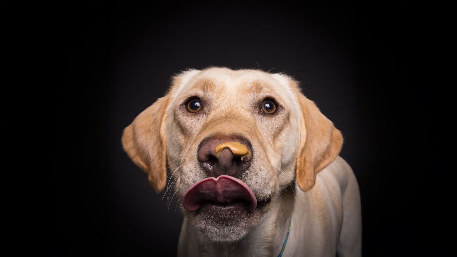 Dog snouts and noses photographed in a dramatic black and white composition arranged in a horizontal filmstrip layout.