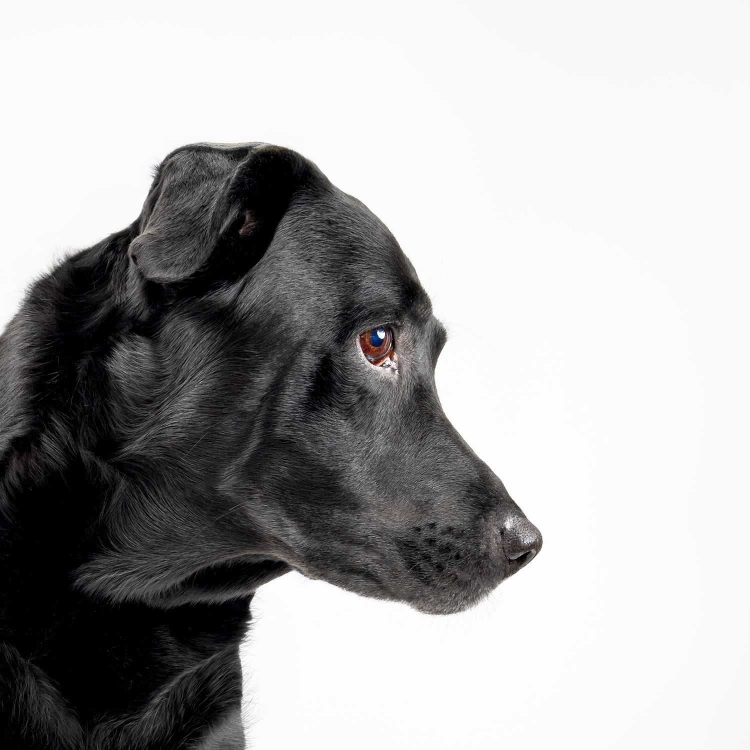 Profile view of a black dog with soulful eyes gazing to the side against white background.