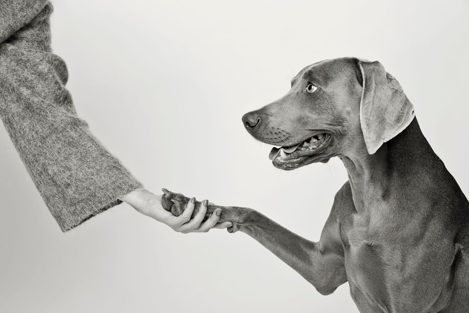 Német vizsla pacsit ad a gazdinak
