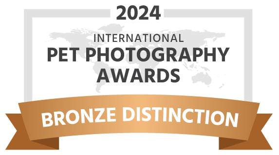 Pet photography award 2024