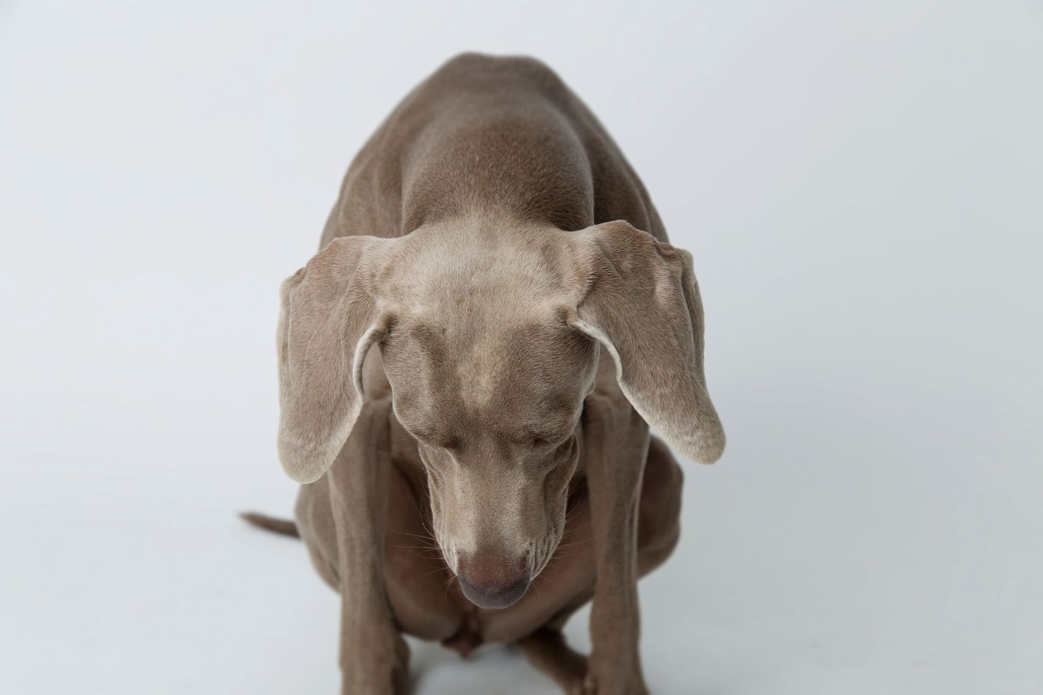 Német vizsla lefelé néz nagy füleivel