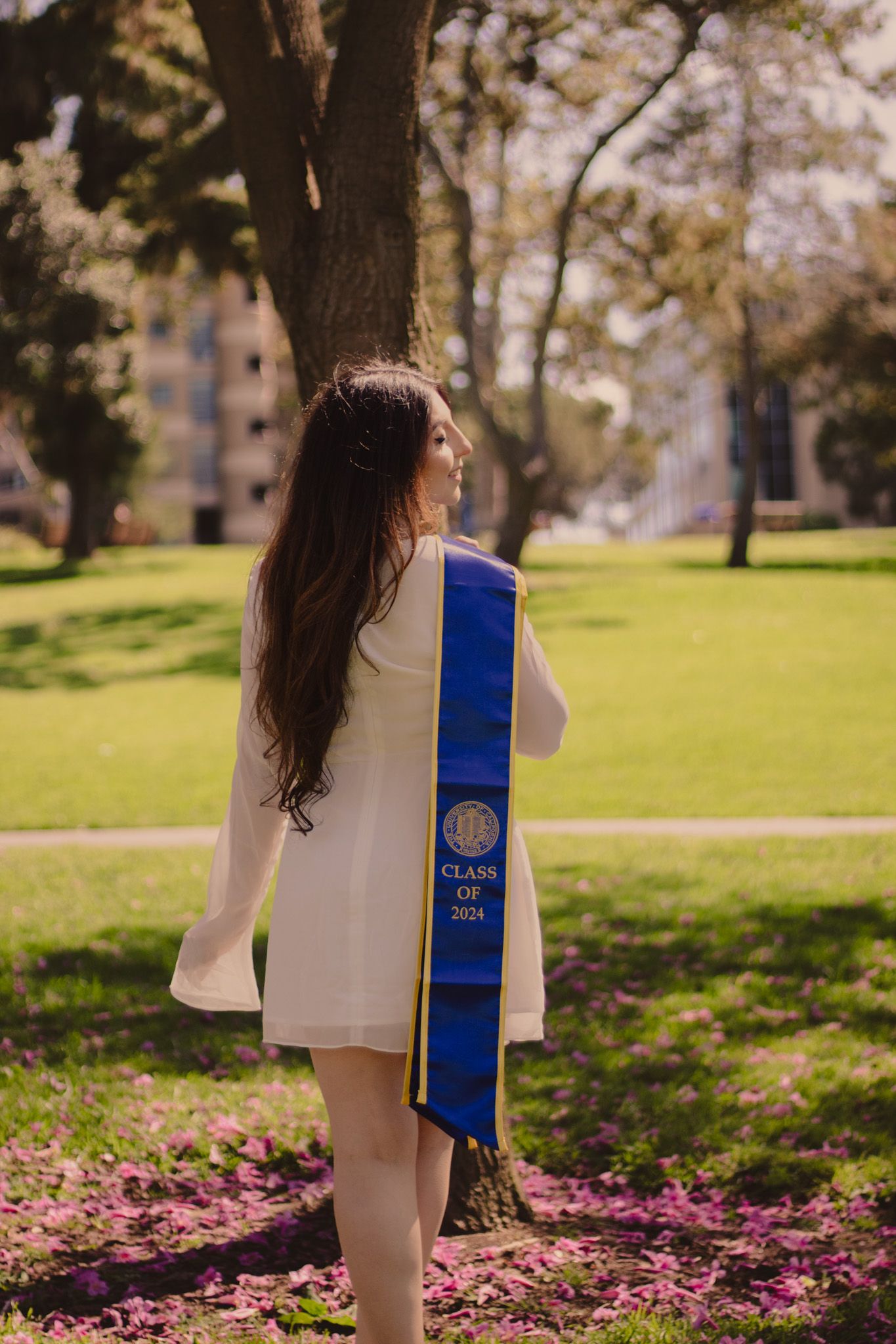 Graduate in white dress posing with blue graduation sash on campus lawn with cherry blossom petals on ground.