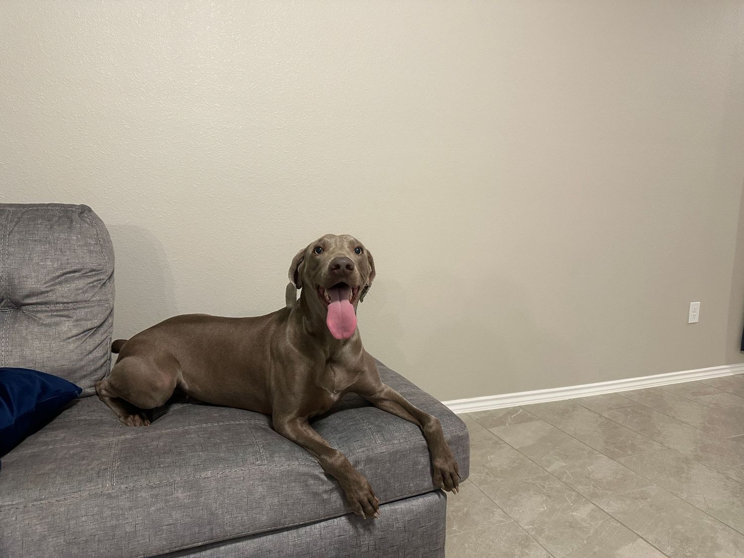 Weimaraner dog lounging on gray couch with tongue out.