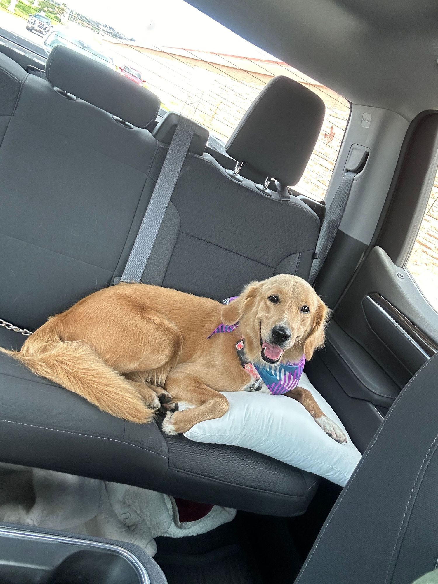 Happy golden retriever dog relaxing on the back seat of a car wearing a purple bandana.
