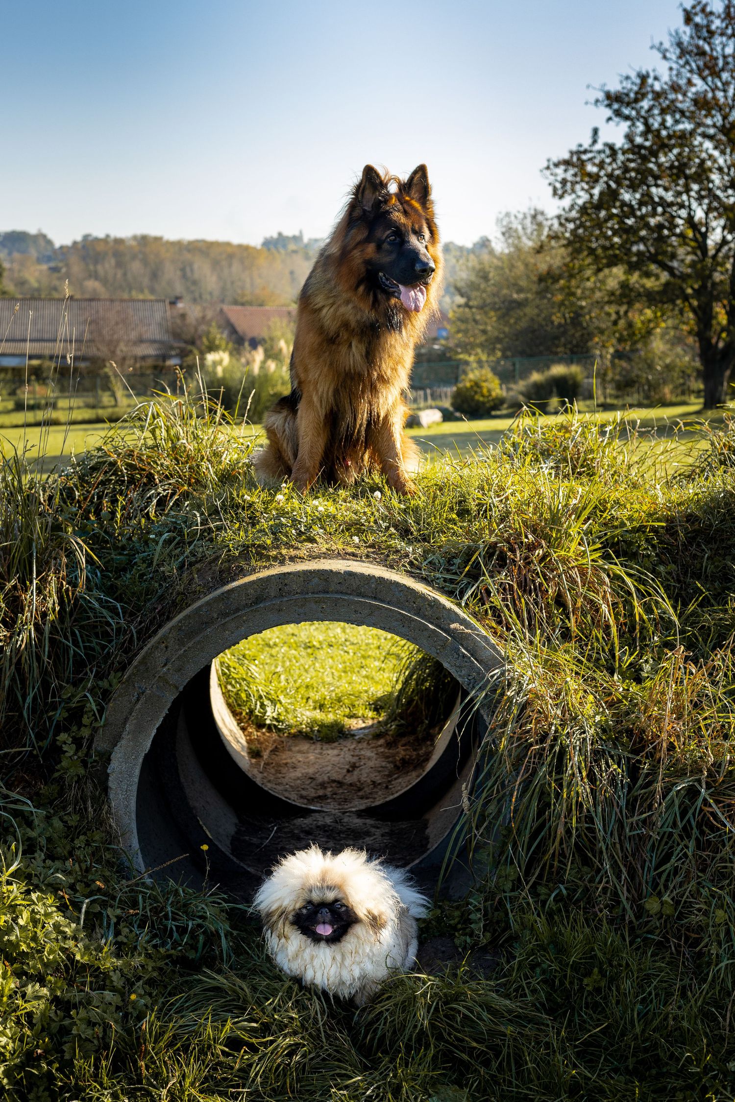 Hondenfotografie
