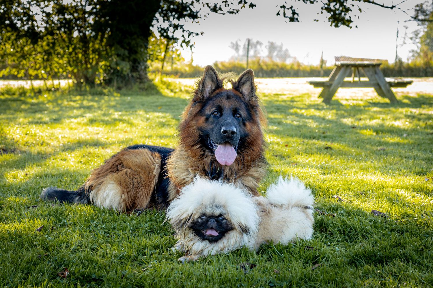 Hondenfotografie