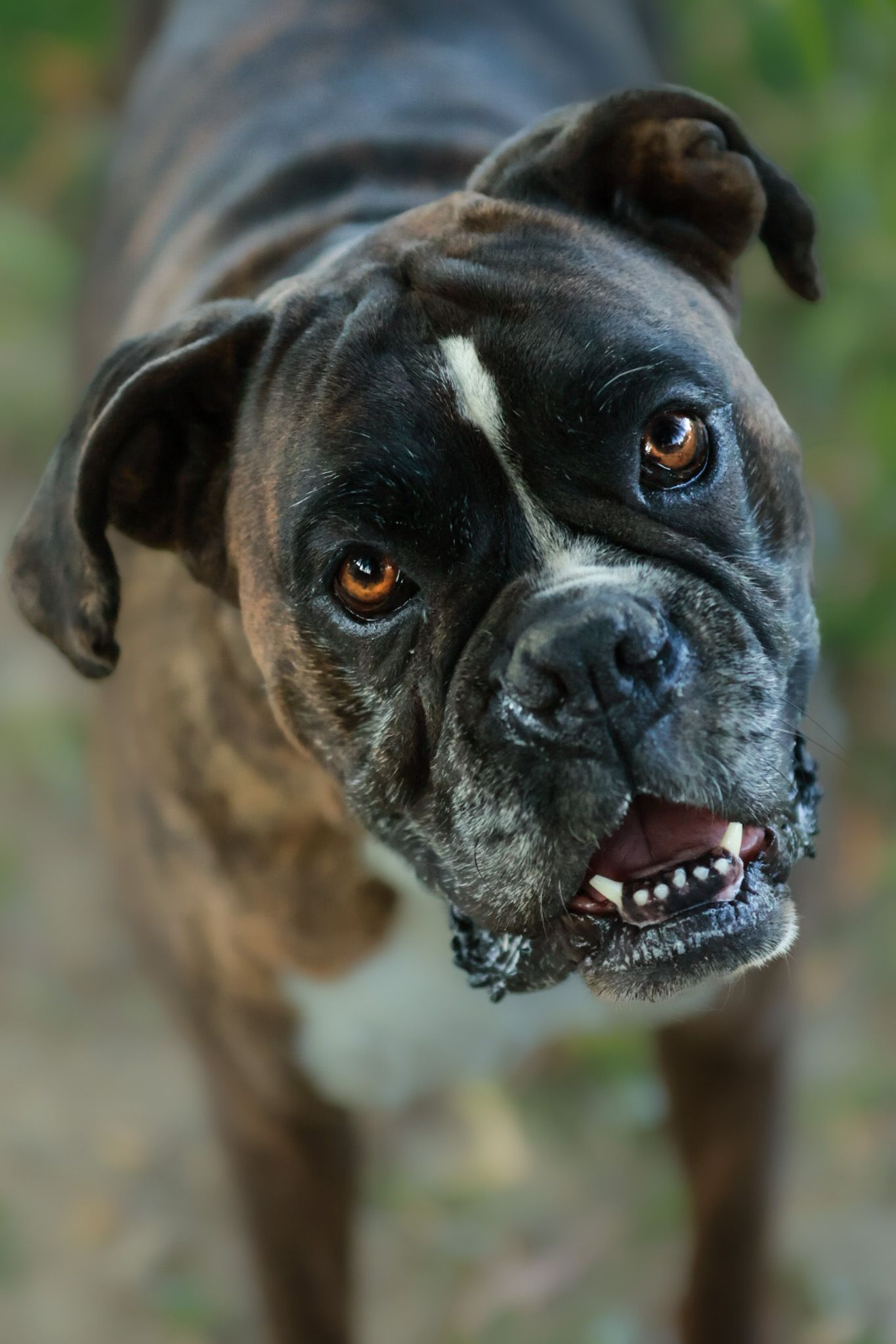 chien