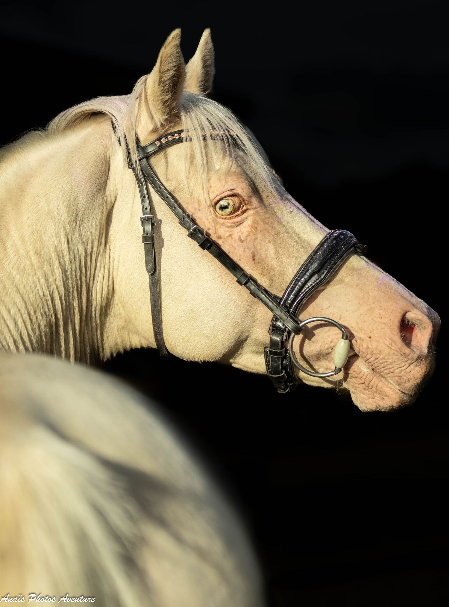 cheval fond noir