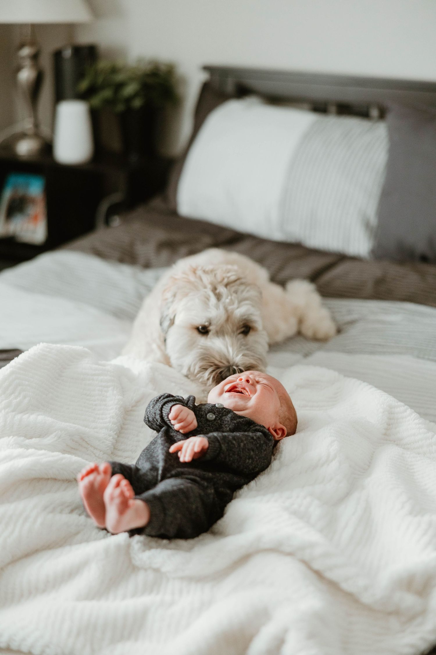 A fluffy white dog watches over a newborn baby lying on a white blanket on a bed.
