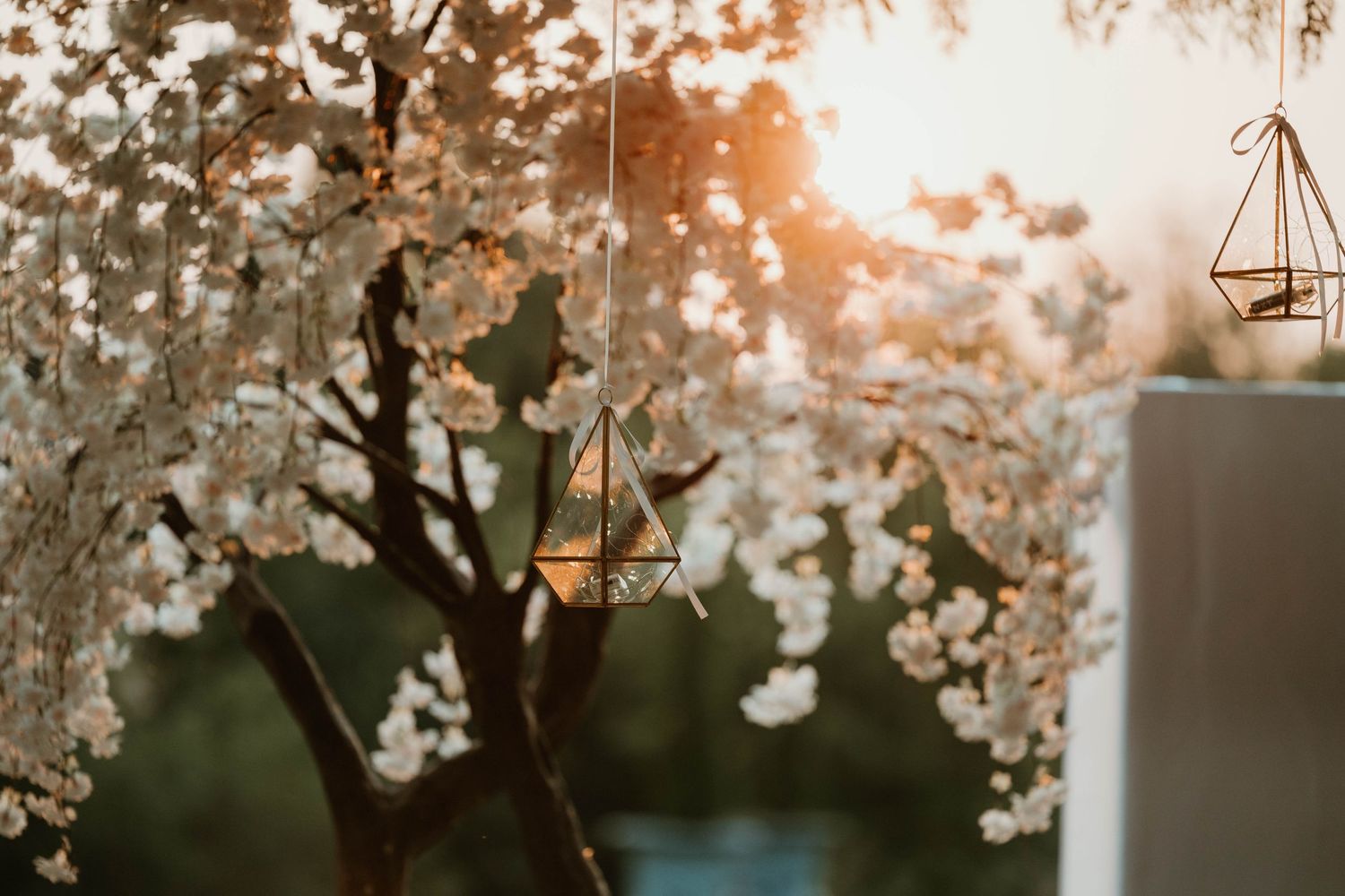 Geometric gold lanterns hanging among white cherry blossom trees at sunset.