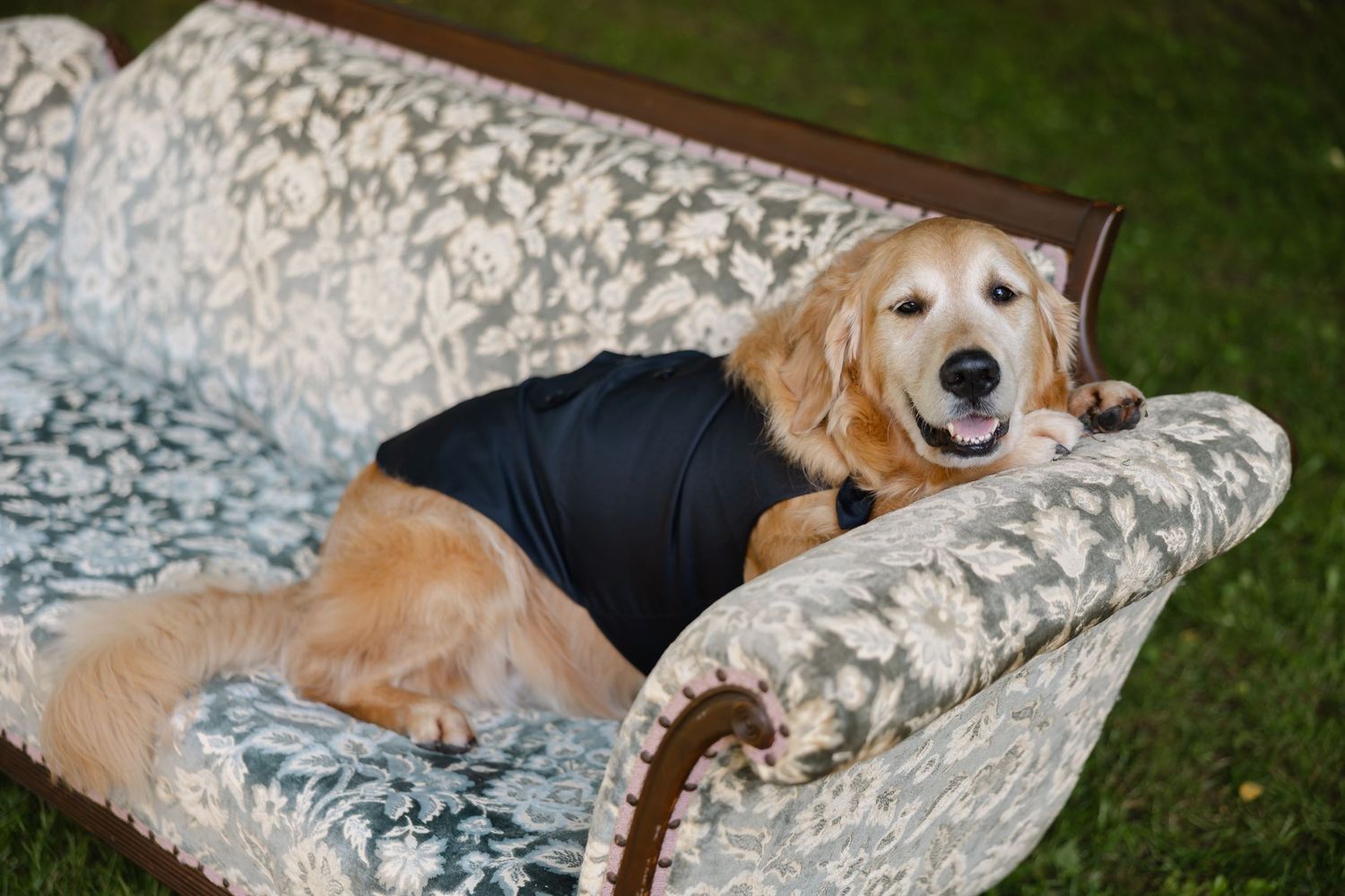 Happy golden retriever wearing black shirt lounging on vintage floral upholstered sofa outdoors.