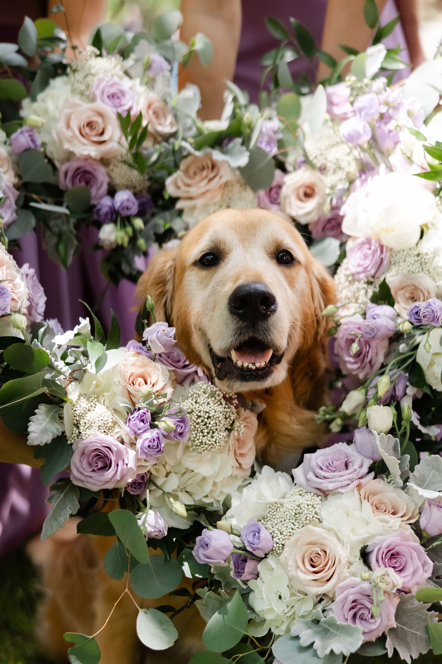 Happy golden retriever dog surrounded by purple, lavender, and white wedding bouquets held by bridesmaids in purple dresses.