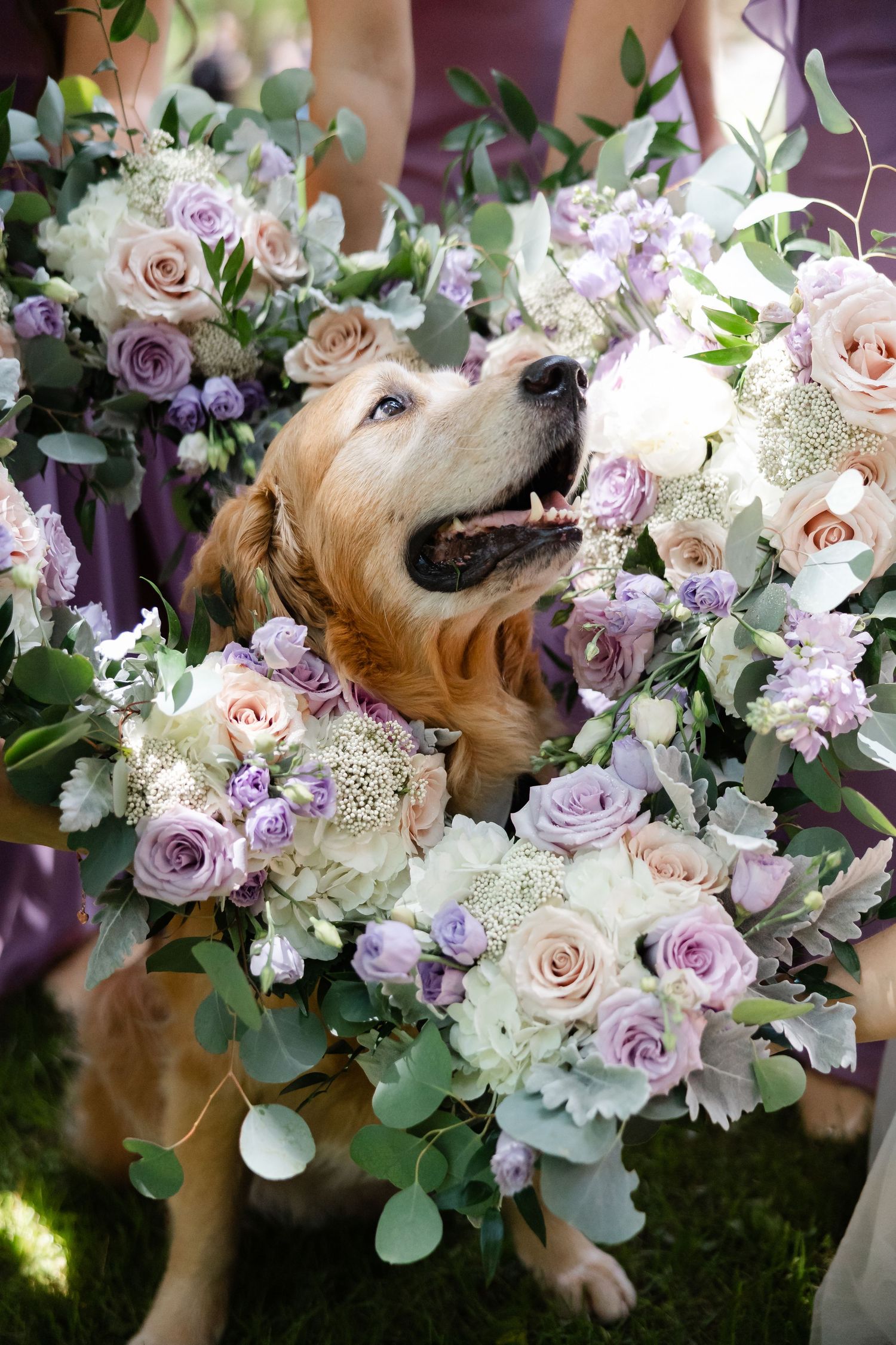 Golden retriever dog wearing a floral wreath of purple and white roses at a wedding ceremony.