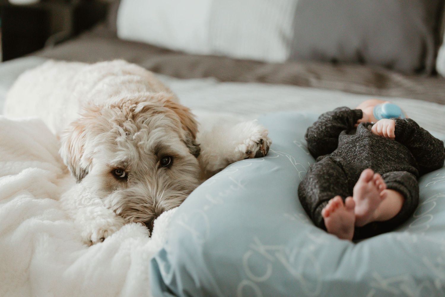 A white fluffy dog rests beside a sleeping newborn baby on a light blue pillow on a bed.