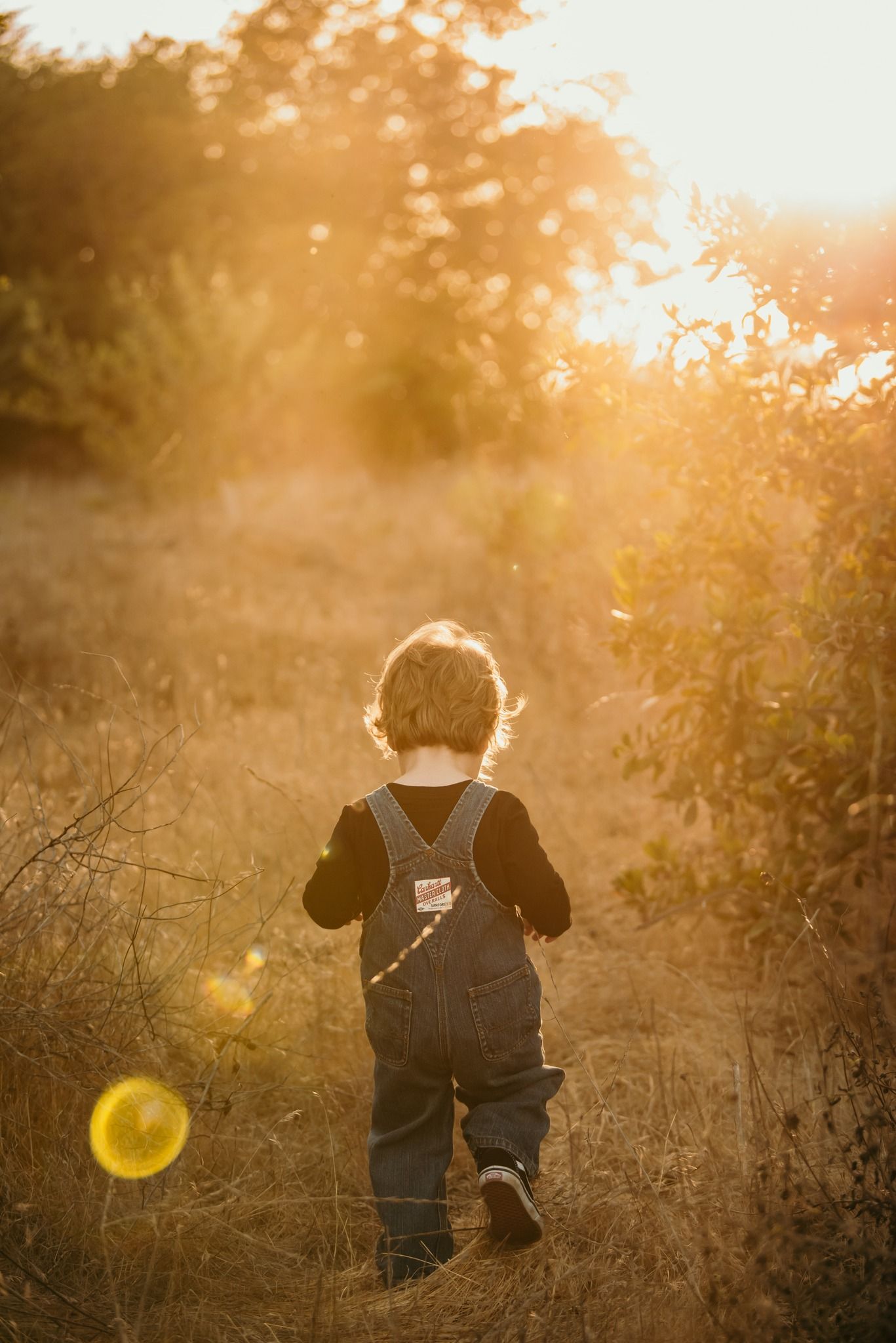 Toddler in denim overalls walking through golden sunlit field at sunset, viewed from behind.