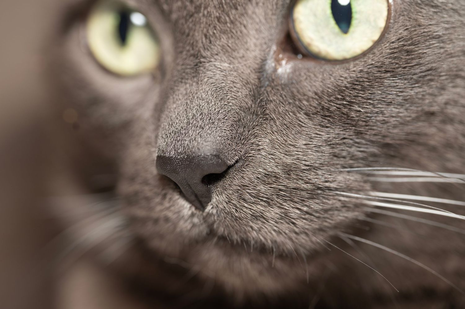 korat cat, grey cat, pet photography