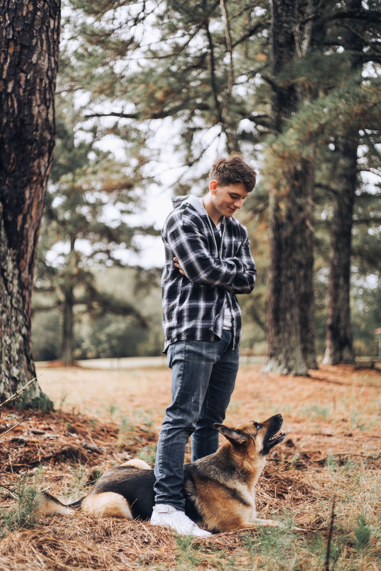 A person in a plaid shirt interacts with a German Shepherd dog in a pine forest setting during autumn.