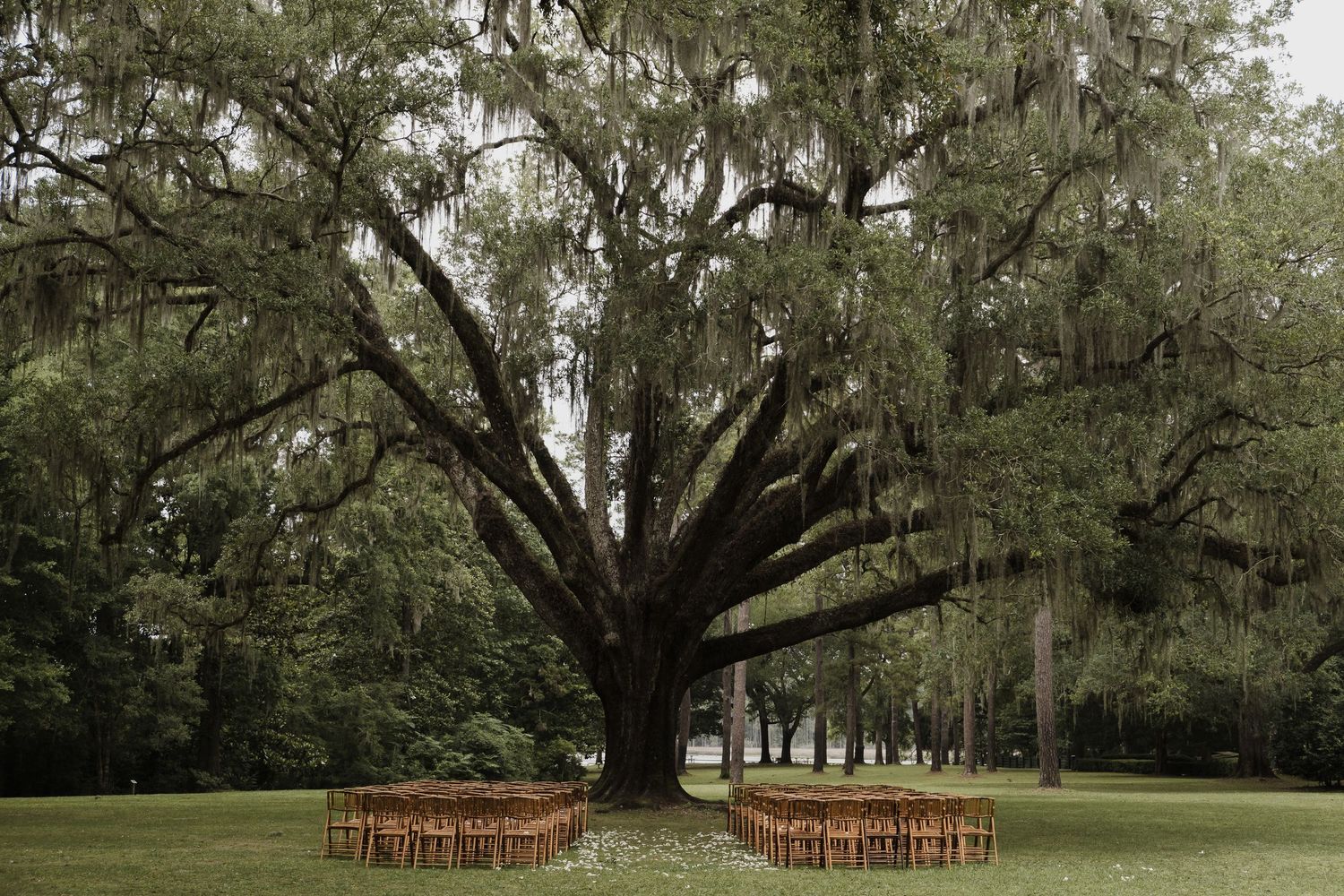Outdoor wedding ceremony setup with chairs arranged under a massive live oak tree draped in Spanish moss.