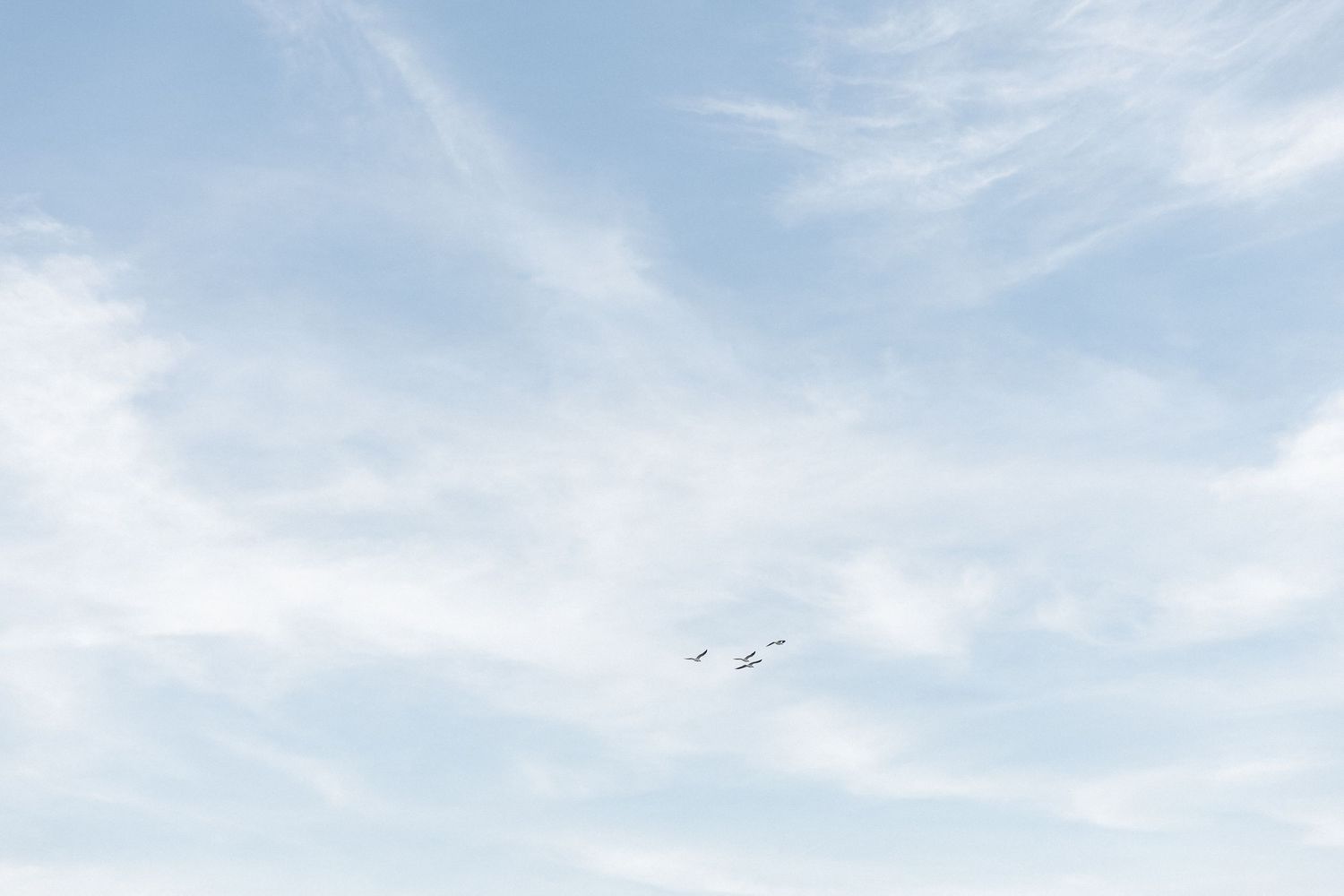 birds flying over the beach at the end of my couples photoshoot on north topsail beach