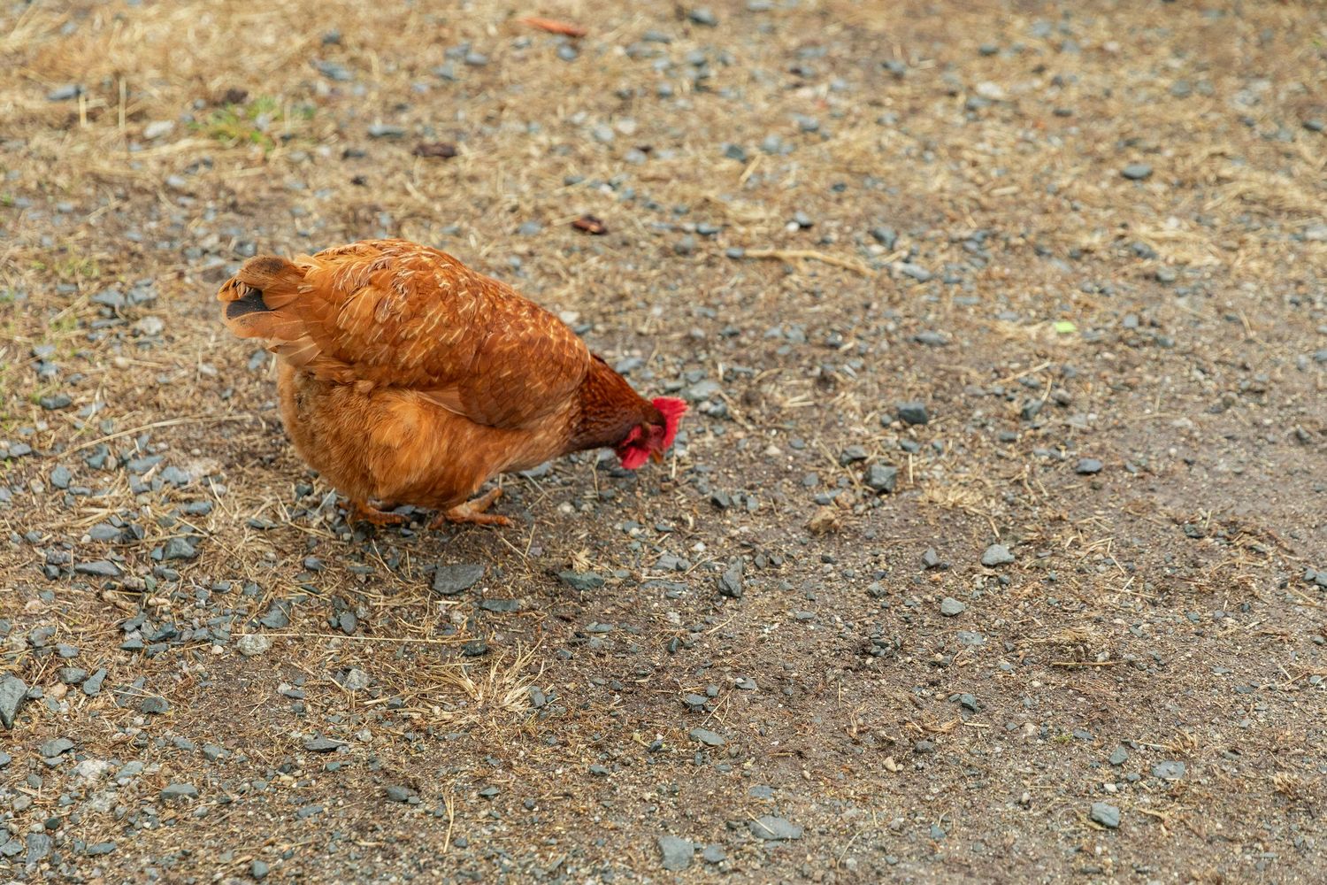 A brown hen pecking at the ground on a dirt and gravel surface in natural daylight.