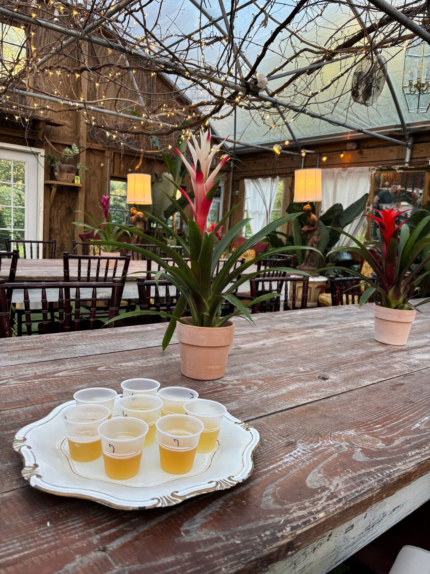 A beer flight on a white tray sits on a rustic wooden table in a greenhouse-style restaurant with tropical plants.