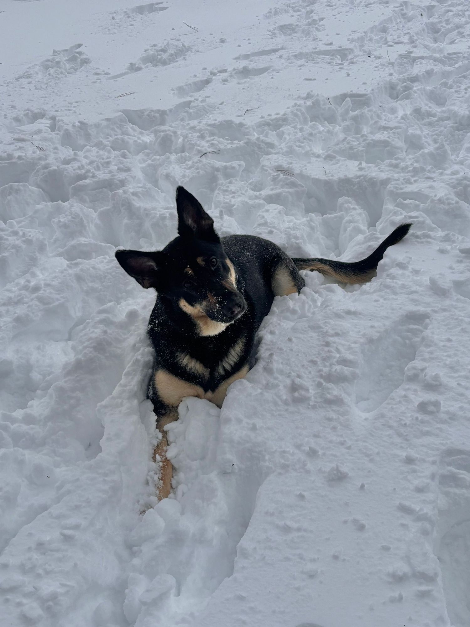 A black and tan German Shepherd dog playing joyfully in deep white snow outdoors.